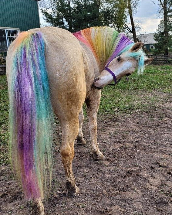 24 Pack Hair Chalk