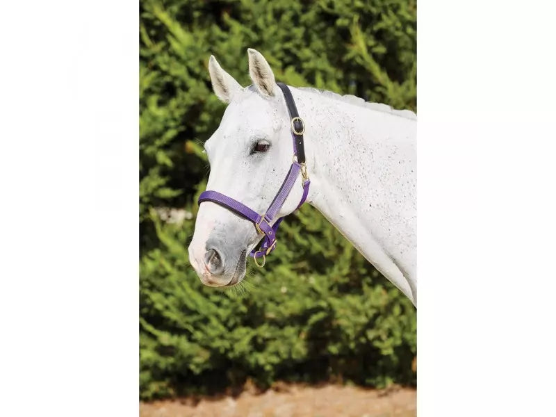 Kincade Deluxe Webbed Headcollar - Purple
