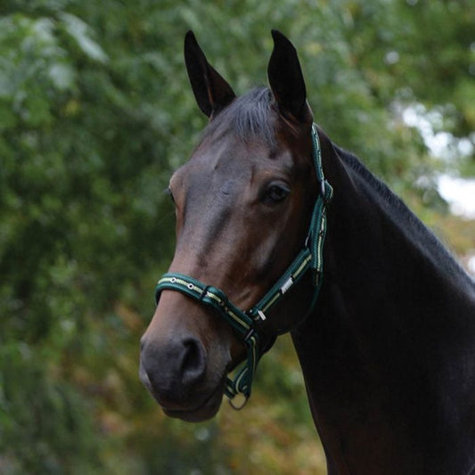 Roma Coordinate Headcollar Green & Black