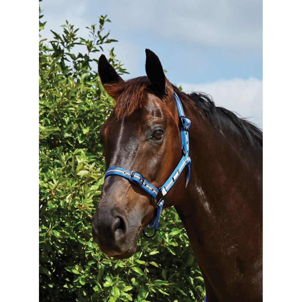 Roma Coordinate Headcollar Blue & Silver